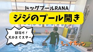 【ワンコの学び】目指せ！犬かきマスター ジジのプール開き　”ドッグプールRANA”