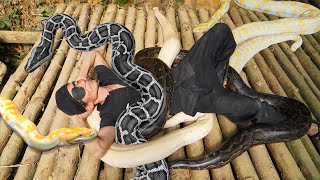 99 days Living with giant pythons - trap birds, catch eels, eat wild fruits to survive - Mutant Life