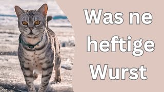 sowas hatten die Katzen noch nie!