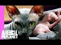 Bald & Beautiful: Sphynx Kittens | Too Cute!