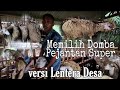 Cara Memilih Pejantan Domba untuk Breeding versi Lentera Desa