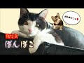 あっ！と思った時にはもう 保護 猫 cat