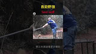 救助野狼#save a wolf#動物世界 #動物日記