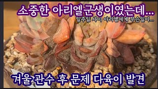 겨울 관수 후 문제생긴 다육이 발견! 소중한 아리엘 군생인데...잿빛곰팡이병이 제대로 왔어요...