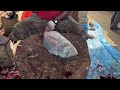 kasimedu 🔥 speed selvam orange snapper fish cutting video in kasimedu ff cutting 🔪