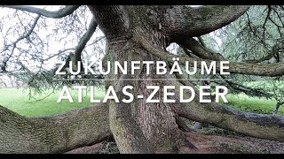 Atlaszeder (Cedrus atlantica)  - Zukunftbäume