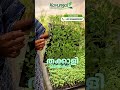 നല്ല കരുത്തുള്ള തക്കാളി തൈകൾ വേണോ gardening tomatoes farming vegetablegarden