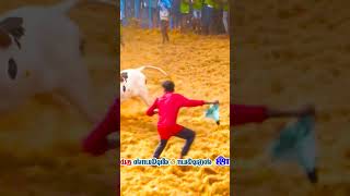 👑அகரம் ஜல்லிக்கட்டு பேரவை பவுன் Agaram jallikattu peravai pavun Jallikattu lover whatsapp status💥