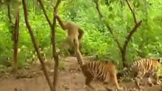 Viral video - Egoistic Monkey - Giving torture to tiger