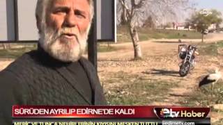 SÜRÜDEN AYRILIP EDİRNE'DE KALDI