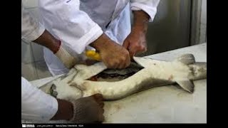 How Sturgeon Caviar Is Farmed and Processed   How it made Caviar   Sturgeon Caviar Farm   YouTube