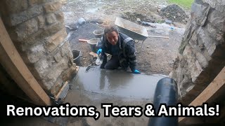 Renovation, Tears & Animals