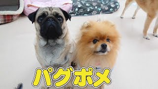 パグポメ　🐶ひみつきちなう！#🐶  (パグ ポメラニアン チワワ トイプードル 柴犬) 2022年5月14日