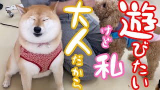 【本当は遊びたい！！】柴犬さくらちゃん