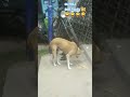 🐕வாய் ஊறுது😂 funny dog aniimalsdubbing ytshort