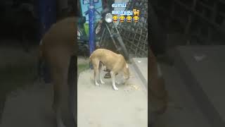 🐕வாய் ஊறுது😂 #,funny dog #aniimalsdubbing #ytshort