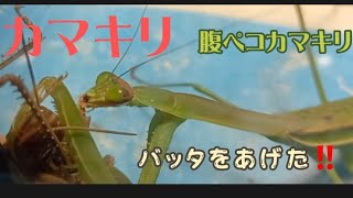 カマキリにバッタをあげてみた‼️