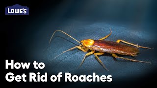 How to Get Rid of Roaches: Video Guide