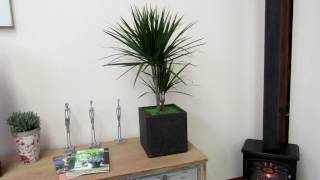 Dracena Marginata 70-80cm Dragon Tree (complete)