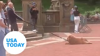 Lazy Chow Chow in NYC's Central Park stands ground | USA TODAY