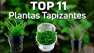 🌱 Las 11 MEJORES Plantas Tapizantes para tu Acuario | Con Co2 y sin Co2