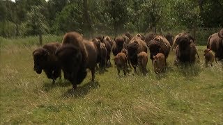 Flyttedag for hundredvis af bison