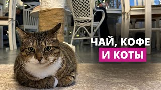 Котокафе из Даугавпилса переезжает в Ригу