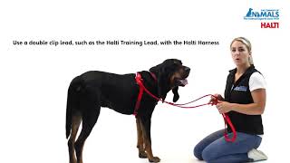 Halti Front Control Dog Harness, No Pull Harness for Small Dogs, Stop | PuppySimply