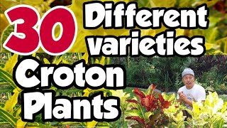 CHARACTERISTICS OF CROTON PLANTS| HOW TO TAKE CARE CROTON PLANTS| DIFFERENT VARIETIES OF CROTON