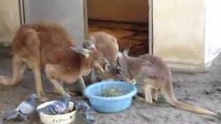 ハッチ家族 in 須坂市動物園