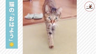 朝の挨拶、甘えん坊猫ちゃんのおはよう😻【PECO TV】