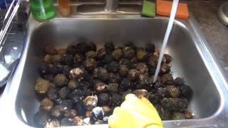 Preparing and Drying Black Walnuts