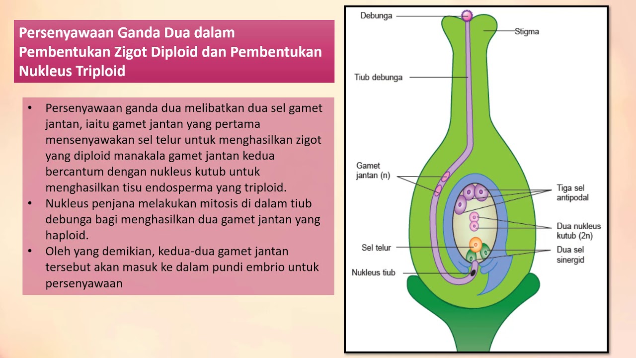 BAB 6 3 BIOLOGI TINGKATAN 5 - YouTube