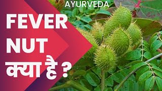 Latakaranj / sagargoti ayurvedic benefits synonyms AIAPGET Dravyaguna drugs paryay BAMS Ayurveda