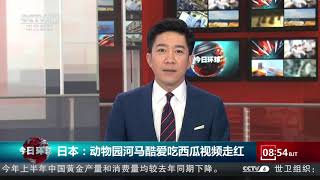 [今日环球]日本：动物园河马酷爱吃西瓜视频走红| CCTV中文国际