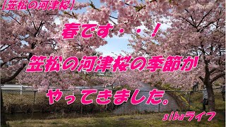 【河津桜】笠松河津桜ロード 春です！・・河津桜 の季節がやってきました。ちょうど見ごろの満開の時期でたくさんの、ひとが来ていました。開花状況  三重県 松阪市 2020年3月3日 sibaライフ