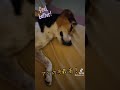 ママの手世界一気持ちイイよ！ ビーグル ビーグル犬栗 beagle beagles pet ペット 大阪 萌 かわいい 犬 dog 比格 比格犬板栗 　 比格大魔王