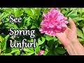 What's Blooming Now *Special MAY Edition #gardentour #spring #gardening #eastonpa