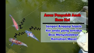 🔴Koi Sleepy DIsease (KSD) Penyakit Tidur Ikan Koi‼️