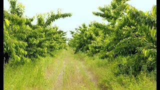 Будівництво поливального трубопроводу для крапельного зрошення