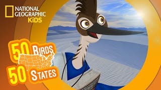 New Mexico - Feat. Rapper MC Rob the Roadrunner | 50 Birds, 50 States