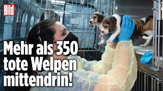 Gezüchtet für Tierversuche: 4000 Hunde aus Zwinger-Hölle gerettet