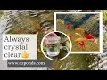 Crystal clear pond water| Bog filter basics