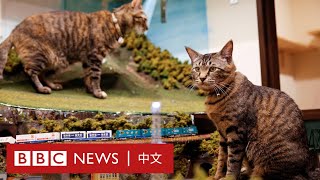 「現實版貓的報恩」令大阪餐廳起死回生－ BBC News 中文