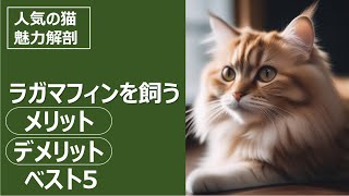 人気の猫 魅力解剖！ラガマフィンを飼うメリット・デメリットベスト5