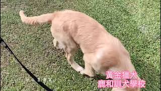 黃金獵犬訓練基礎教育課程