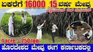 ಕೇವಲ 16,000/- ಬಂಡವಾಳದಲ್ಲಿ 3,60,000/- ದುಡಿಬಹುದು ಗೊತ್ತಾ ??? |austra;ian red napier #farming #tractor