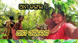 ଆମ ଜଙ୍ଗଲ ଆମ ପରିବେଶ।Village lifestyle। Dailylife#denitikivlogs