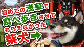 【柴犬】初めての浅草で食べ歩きさせてもらえなかった黒柴【散歩 豆柴】