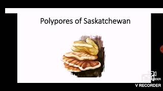 The MW - Polypores of Saskatchewan